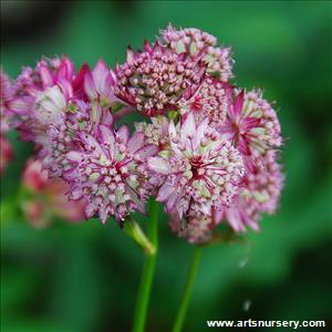 Astrantia major 'Abbey Road'