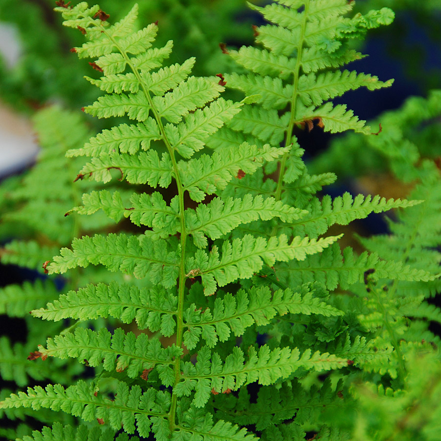 Athyrium filix-femina 'Frizelliae'