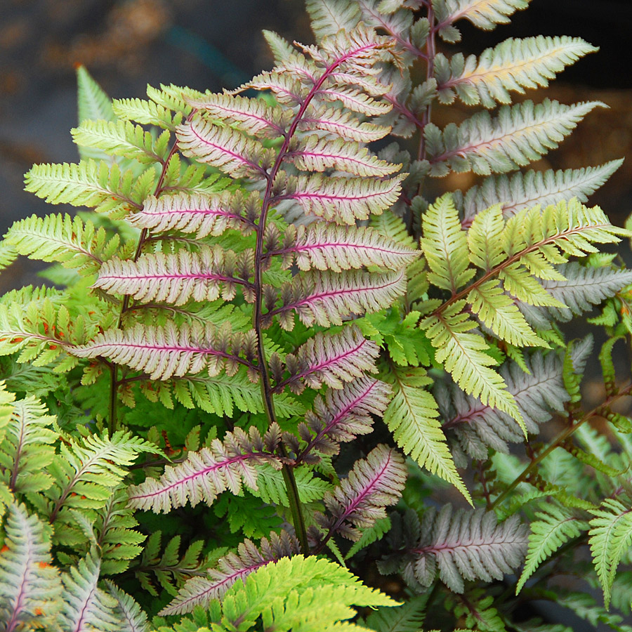 Athyrium niponiccum 'Regal Red'