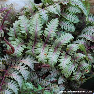 Athyrium niponicum Regal Red