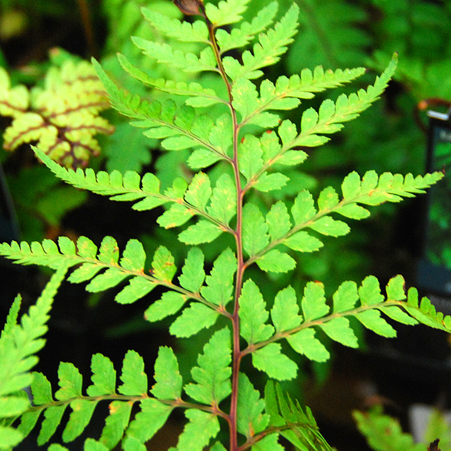 Athyrium otophorum