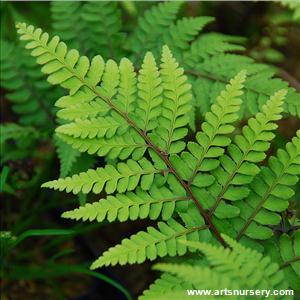 Athyrium otophorum 'Okanum'