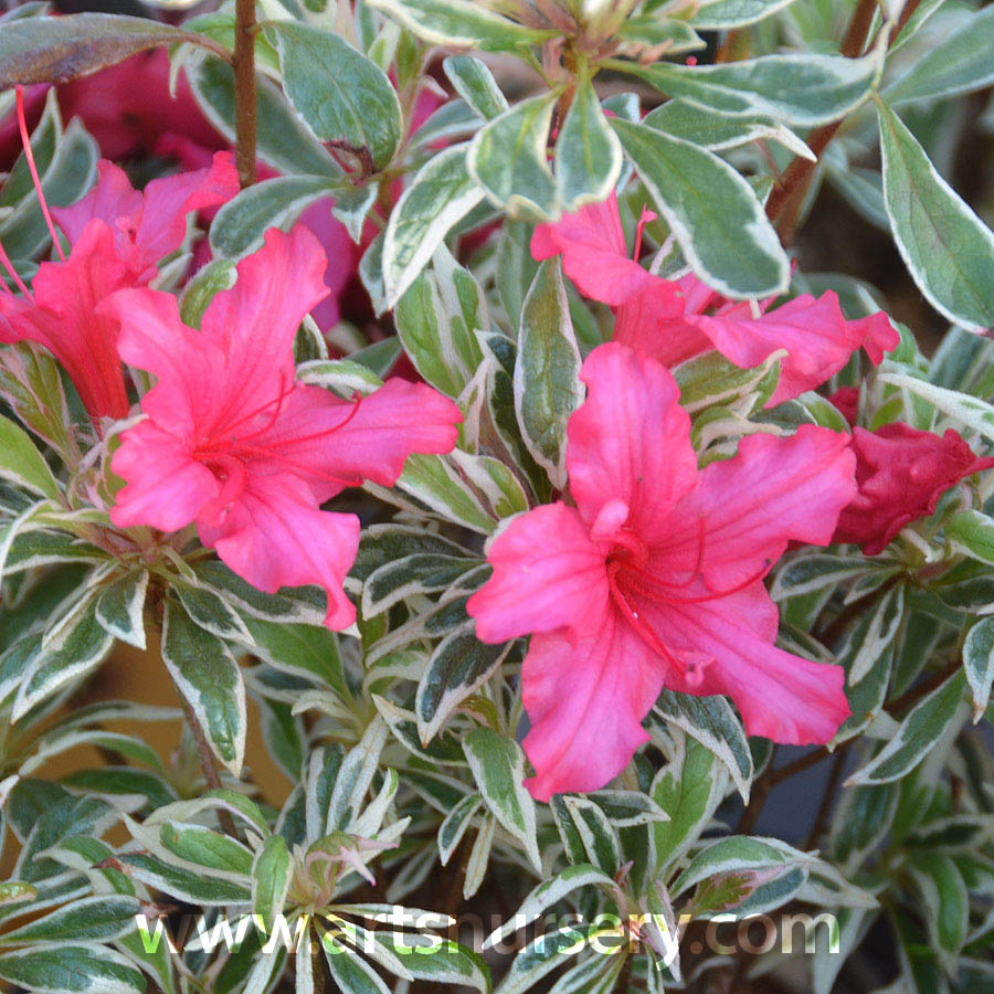 Azalea japonica 'Bollywood'