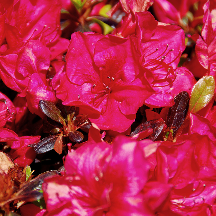 Azalea Japonica 'Hahn's Red'