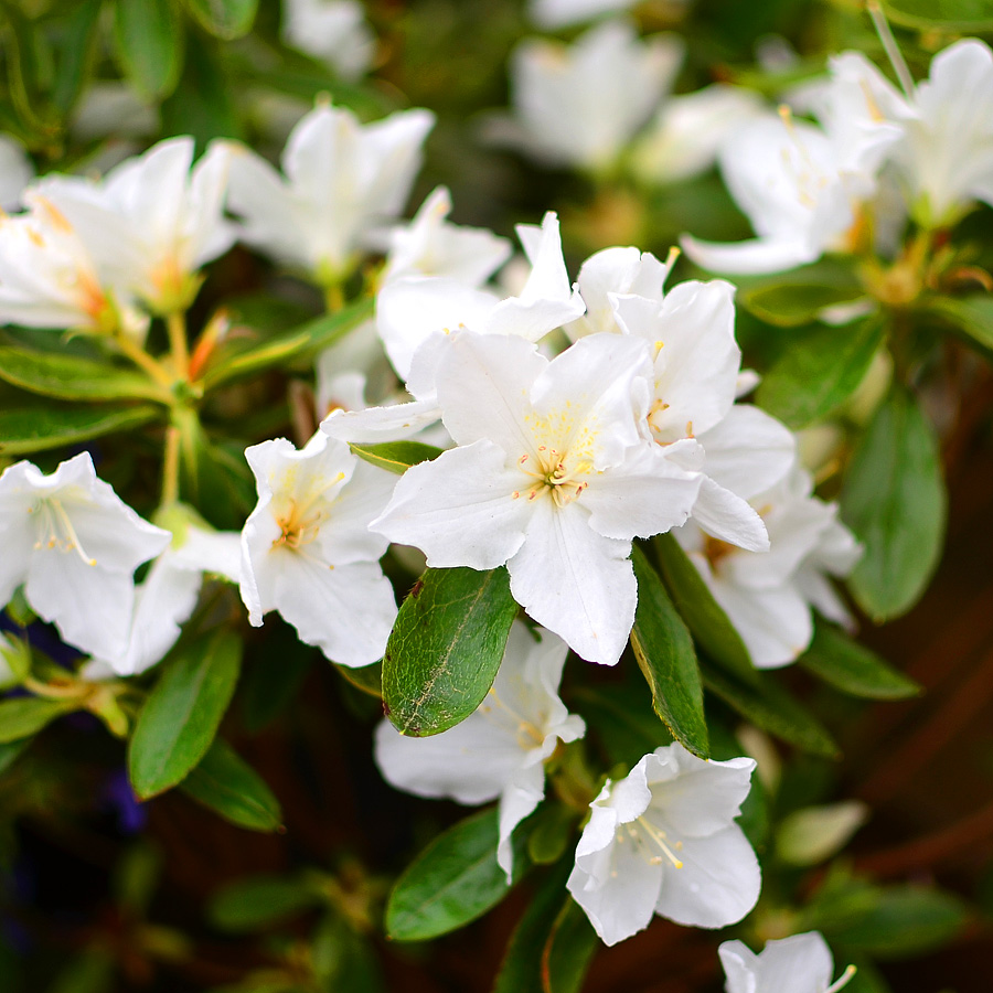 Azalea japonica 'Hino White Dwarf'