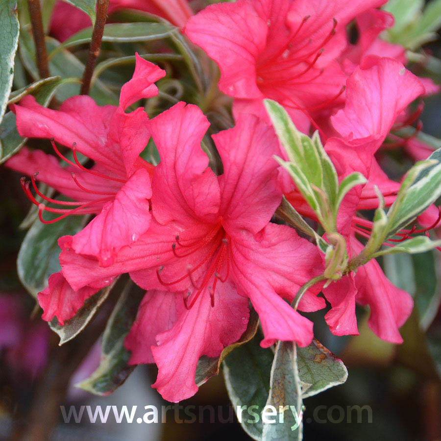 Azalea japonica 'Girard's Variegated Gem'