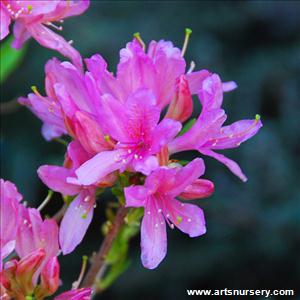 Azalea Exbury 'Orchid Lights'