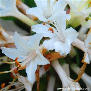 Azalea 'Fragrant Star'