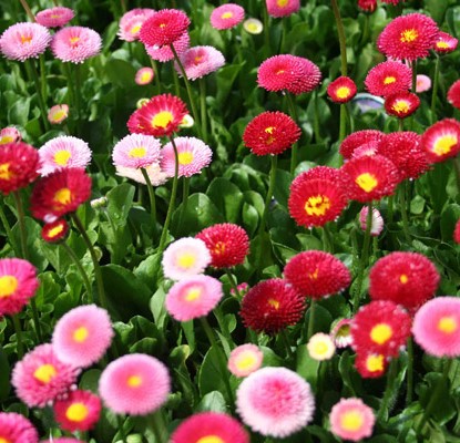 Bellis 'Pomponette Red'