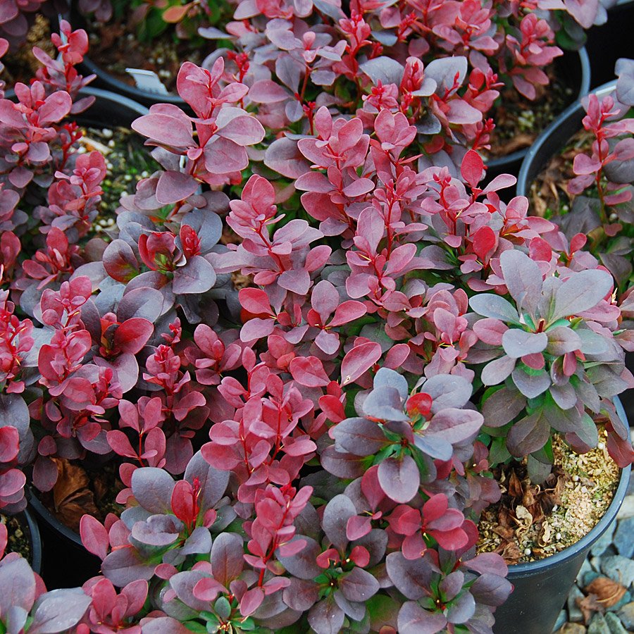 Berberis thunbergii 'Concorde' 