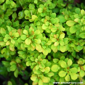 Berberis thunbergii 'Golden Nugget'