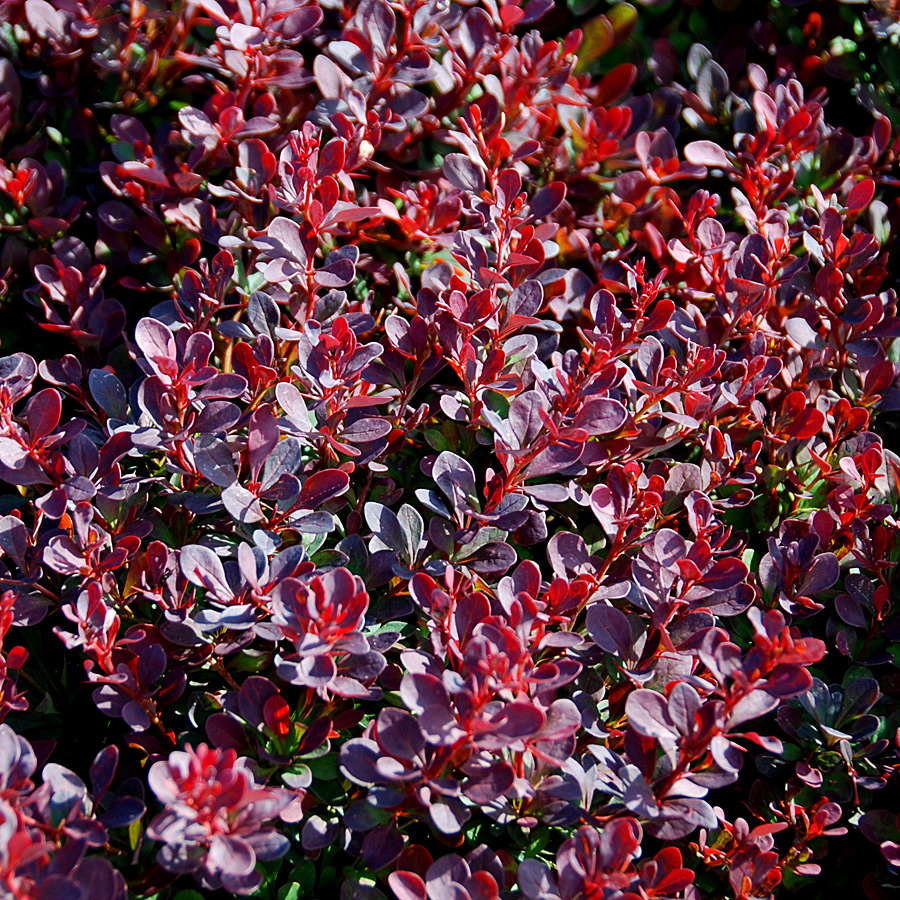 Berberis thunbergii 'Royal Burgundy'