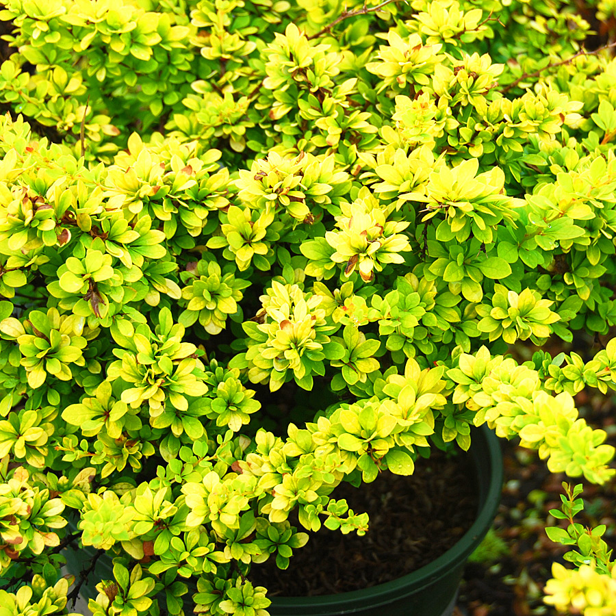 Berberis thunbergii 'Sunsation'