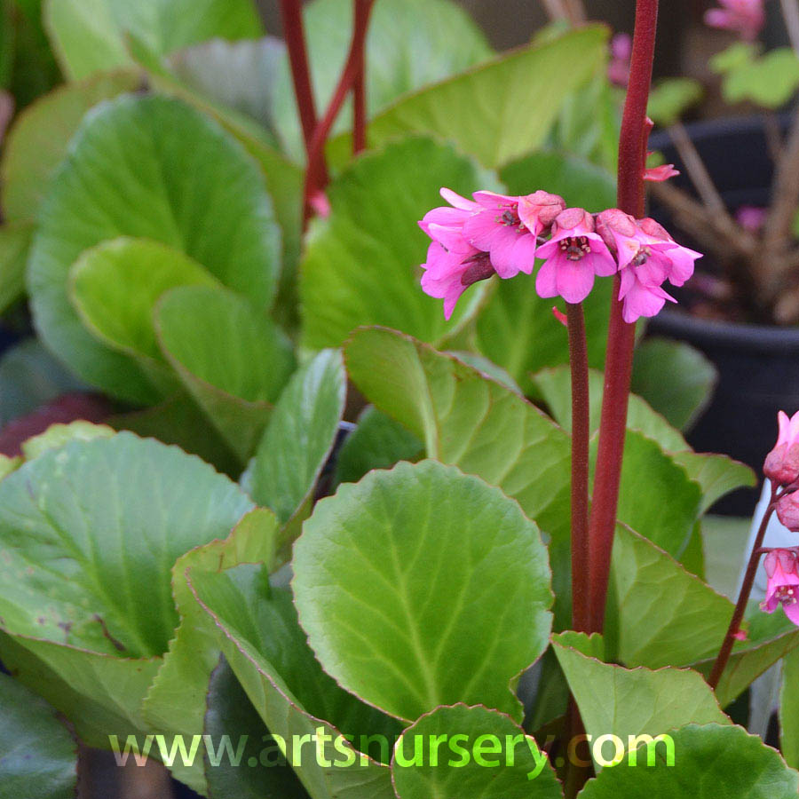 Bergenia 'Bressingham Beauty'