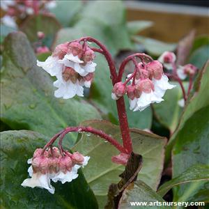 Bergenia emeinsis