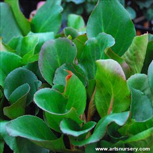 Bergenia Cordifolia 'Winter Glow'