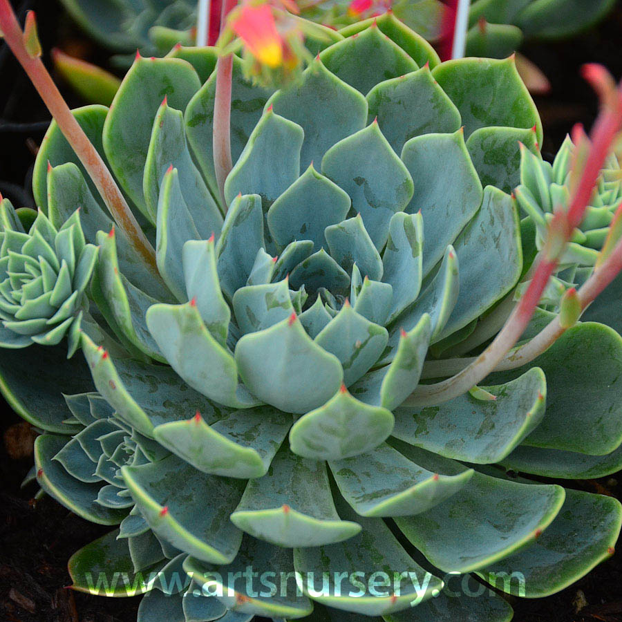 Echeveria glauca