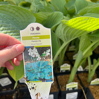 Hosta 'Blue Hawaii'