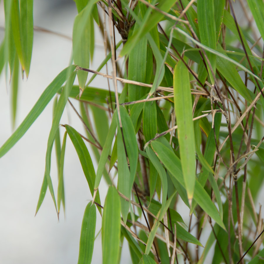 Borinda angustissima