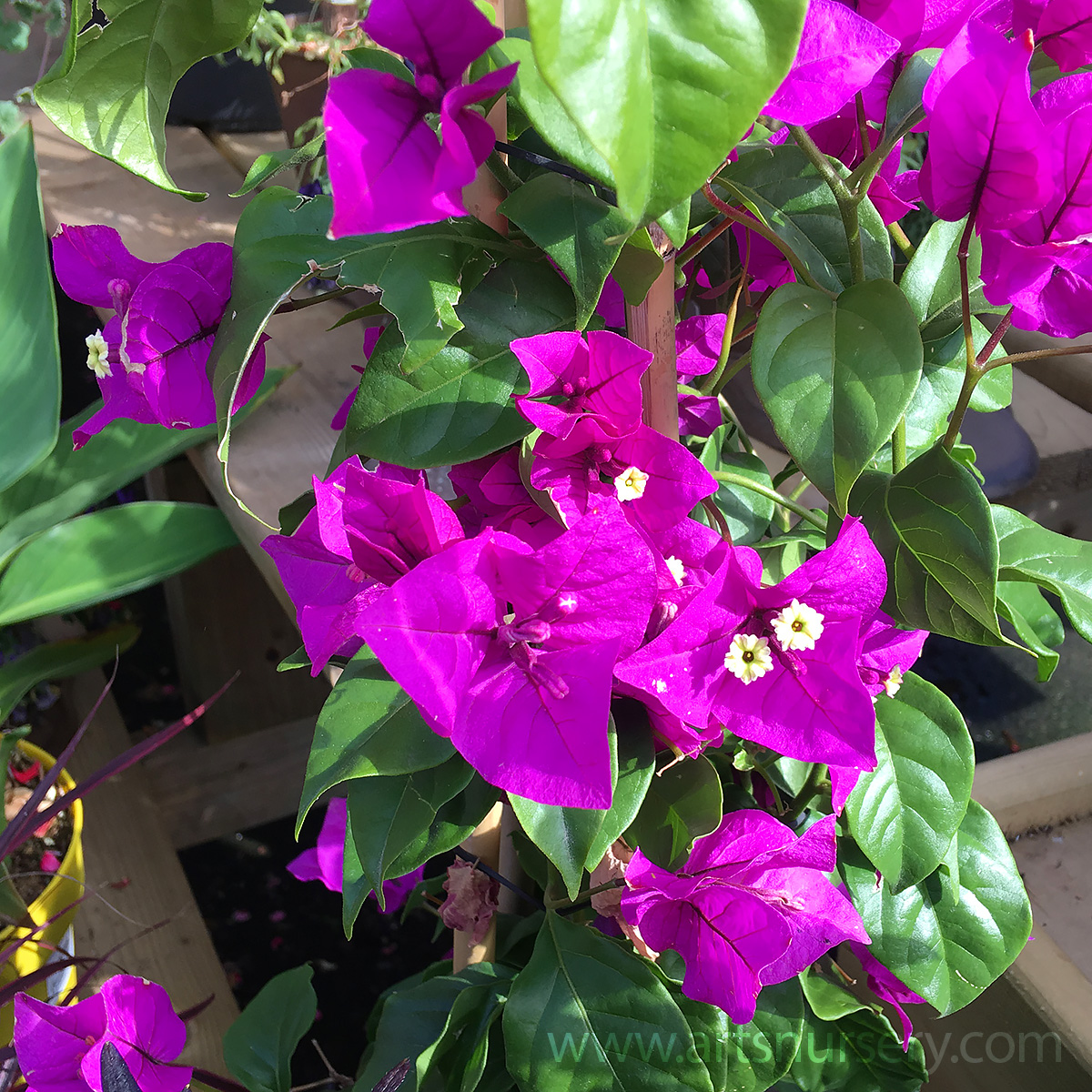 Bougainvillea 'Purple Queen'