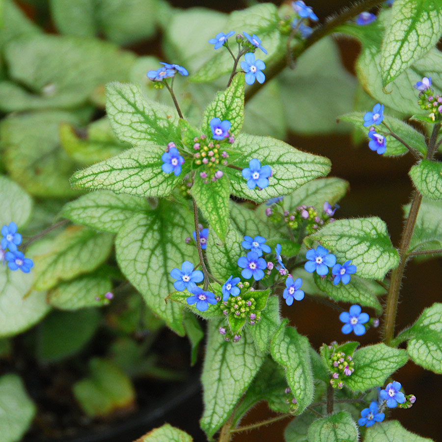 Brunnera macrophylla 'Looking Glass'