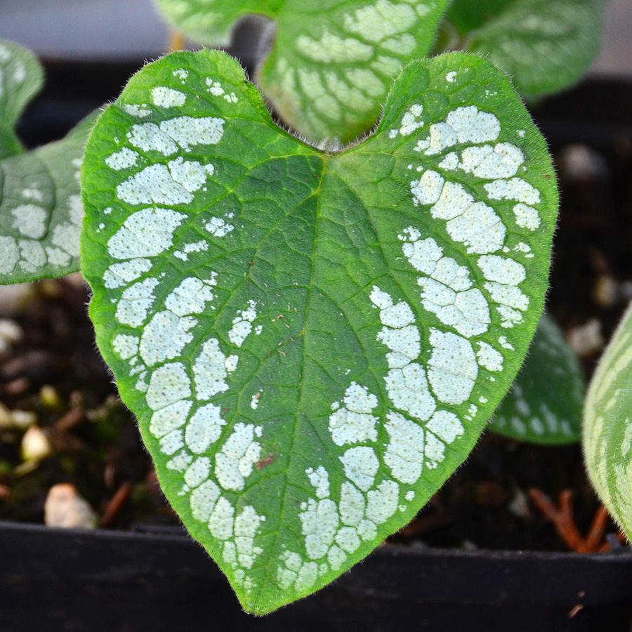 Brunnera macrophylla 'Emerald Mist'