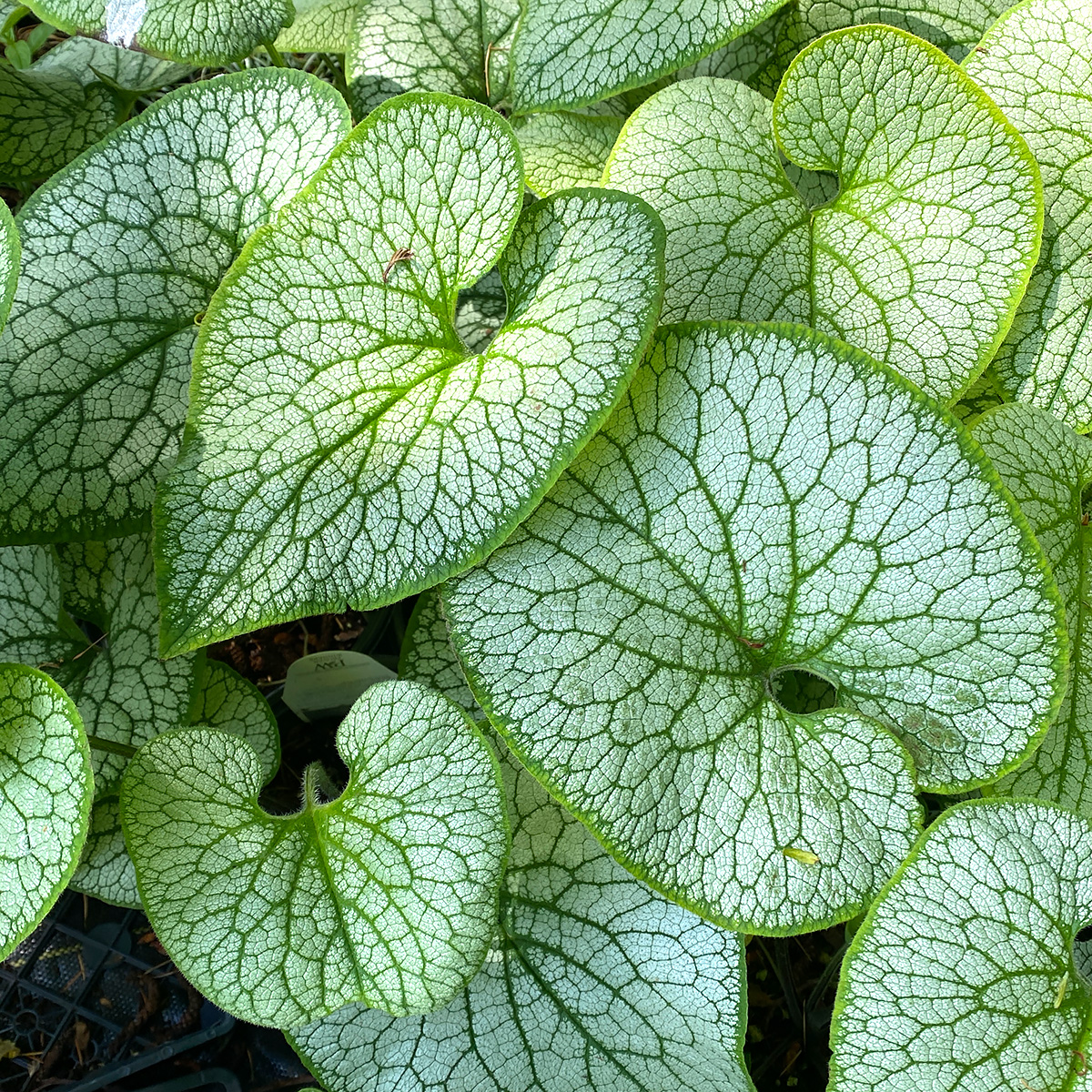 Brunnera macrophylla 'Queen of Hearts'