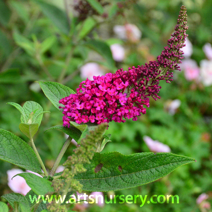 Buddleia 'Miss Molly'