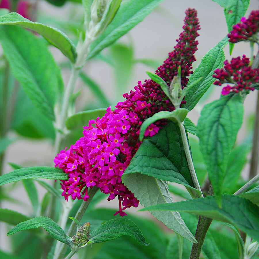 Buddleia 'Orange Sceptre'