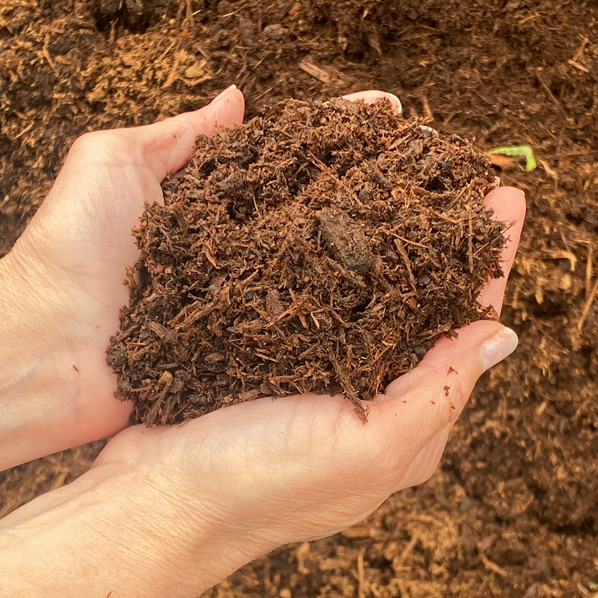 bulk_redfir_hand.jpg