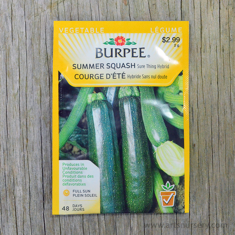Sure Thing Hybrid Summer Squash Seeds Burpee Arts Nursery Ltd