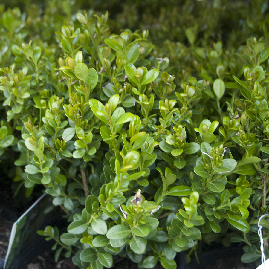 Buxus microphylla 'Baby Gem'