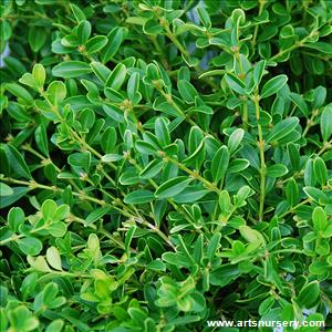 buxus_microphylla_rococo.jpg