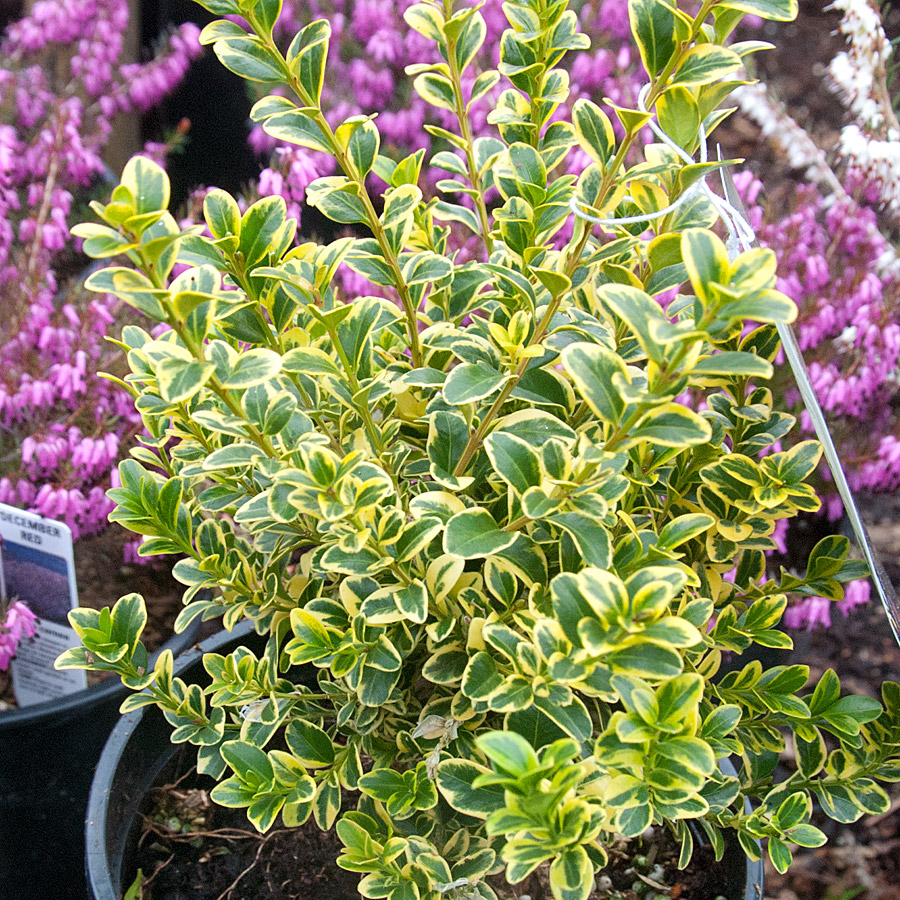 Buxus sempervirens Golden Triumph