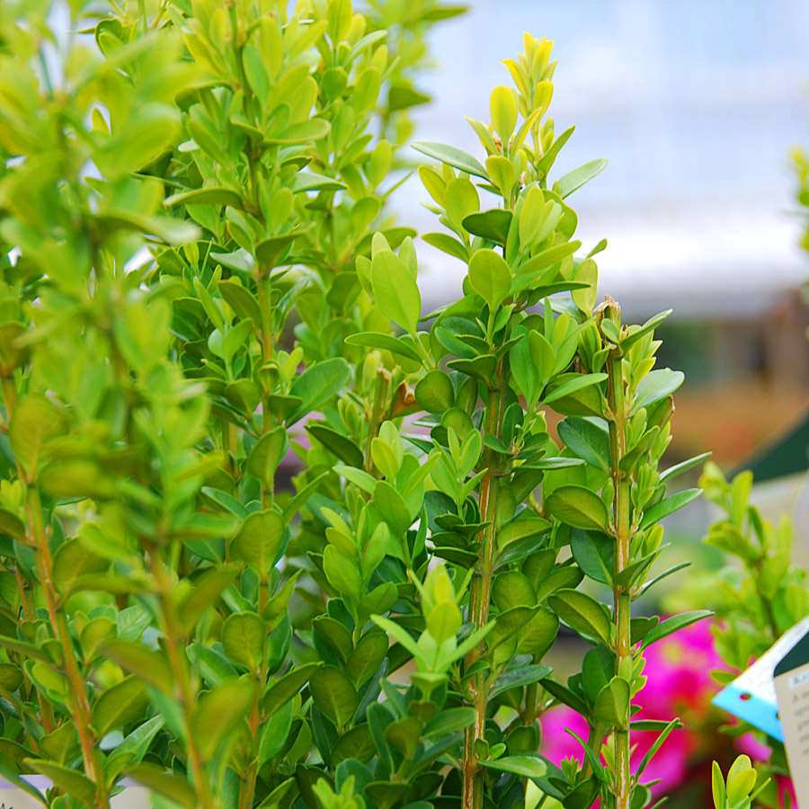 Buxus sempervirens 'Green Tower' 