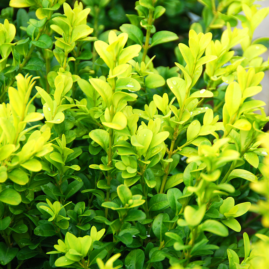 buxus_sempervirens_kingmidas.jpg