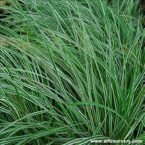 Calamagrostis x acutiflora 'Overdam'