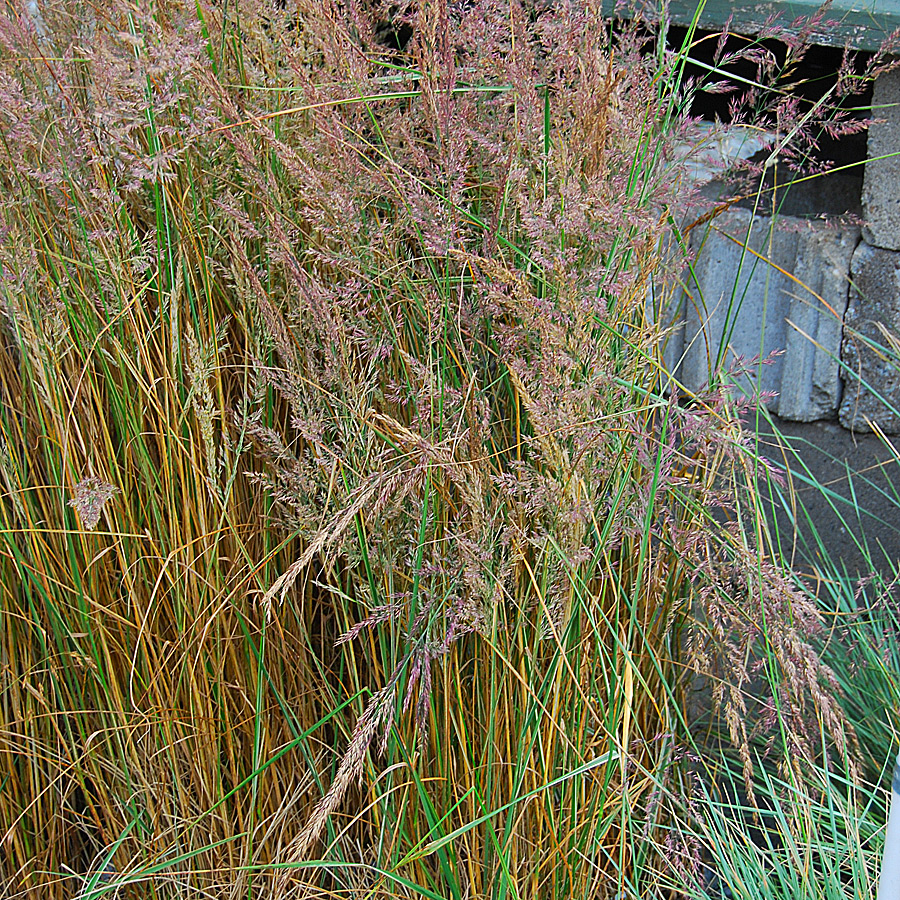 calamagrostis_acutifolia_overdam.jpg