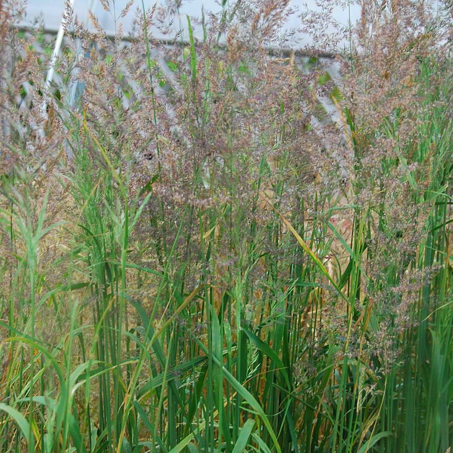 Calamagrostis x acutiflora 'Karl Foerster' - Ornamental Grasses at Arts ...