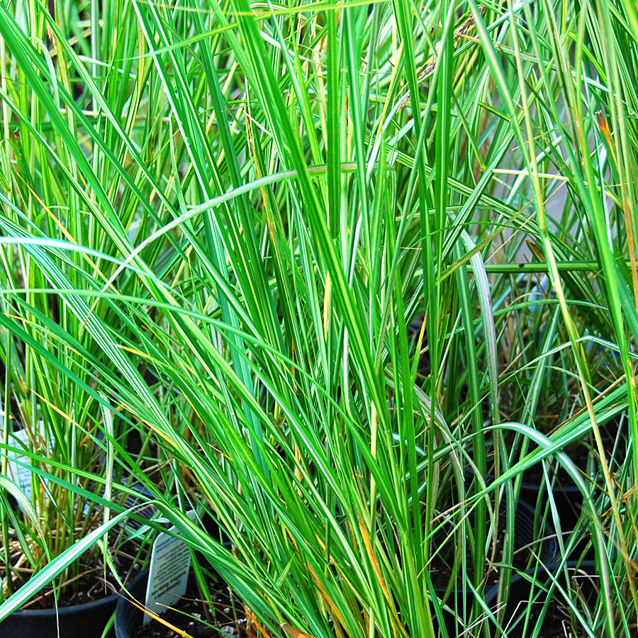 Calamagrostis acutiflora 'Lightening Strike'