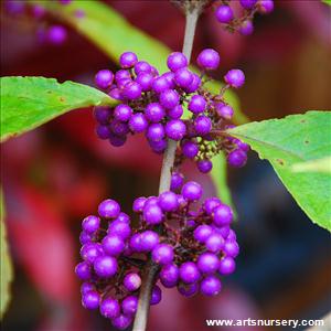 Callicarpa bodinieri 'Profusion'