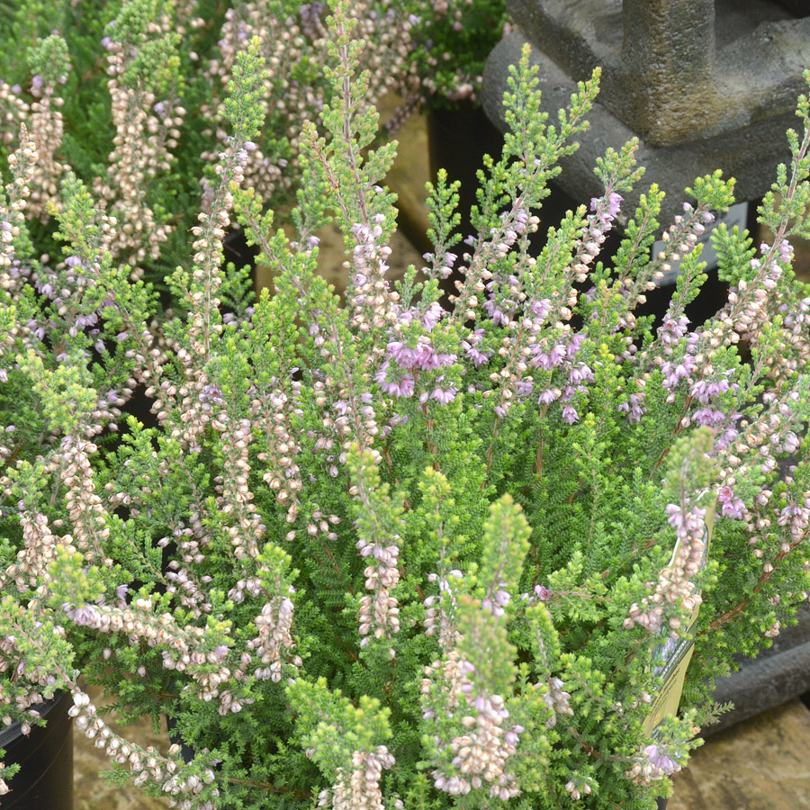 Calluna vulgaris 'Katia'