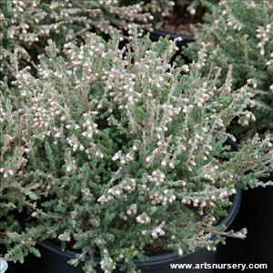 Calluna vulgaris 'Silver Knight'