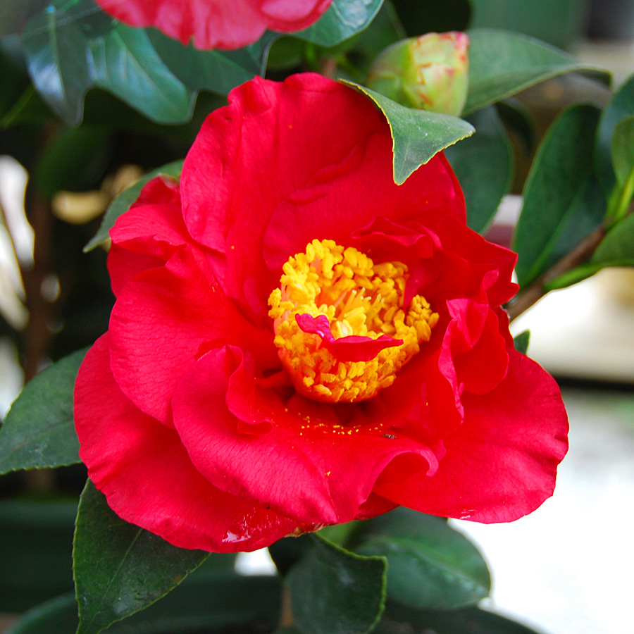 camellia_japonica_bobhope.jpg