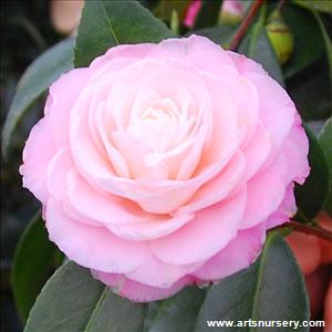 Camellia japonica 'Pearl Maxwell'