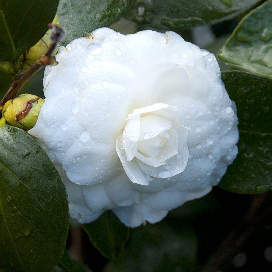 Camellia japonica 'Nuccio's Gem' Espalier