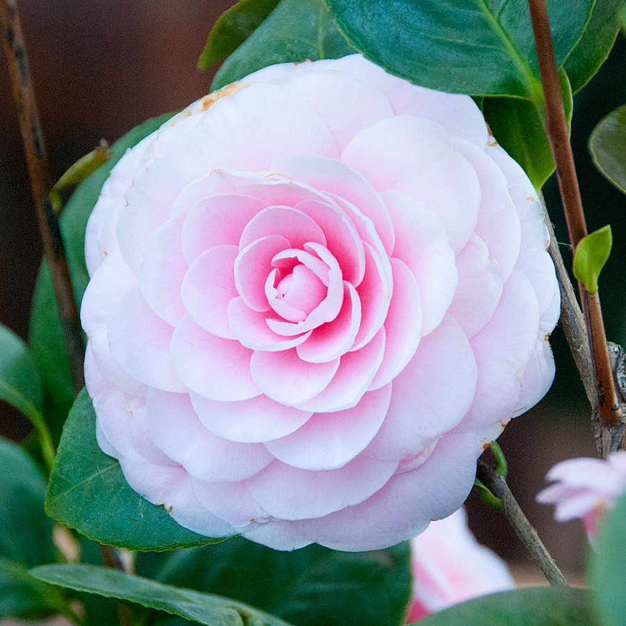 Camellia japonica 'Pearl Maxwell' .