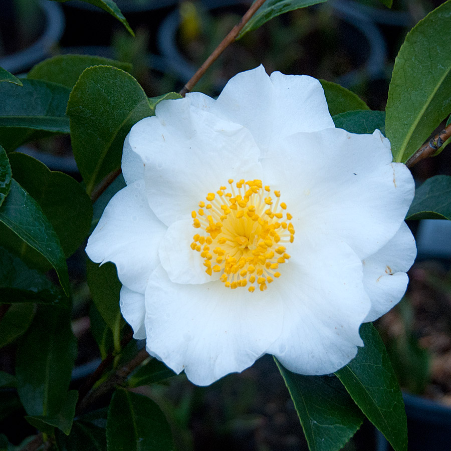 Camellia japonica 'Silver Waves' Espalier