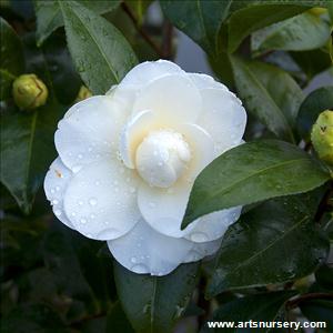 Camellia japonica 'Swan Lake'