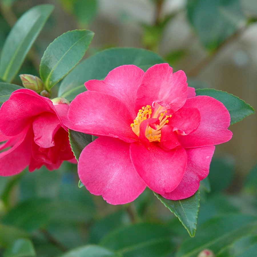 Camellia sasanqua 'Kanjiro'